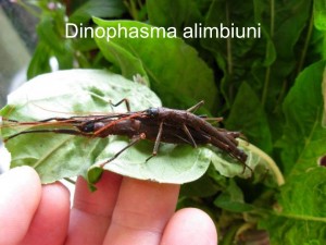 Dinophasma alimbiuni